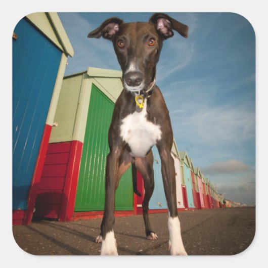 あるビーチ小屋の前に立つ潜伏兵 スクエアシール (正面)