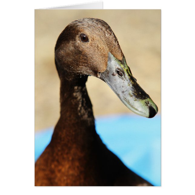 ある何がアヒルの上に (正面)