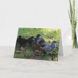 ある何が-鶏のお尻 カード