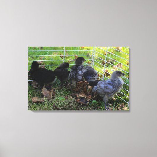 ある何が-鶏のお尻 キャンバスプリント (正面)