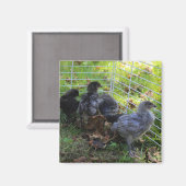 ある何が-鶏のお尻 マグネット (正面/裏面)