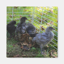 ある何が-鶏のお尻 マグネット