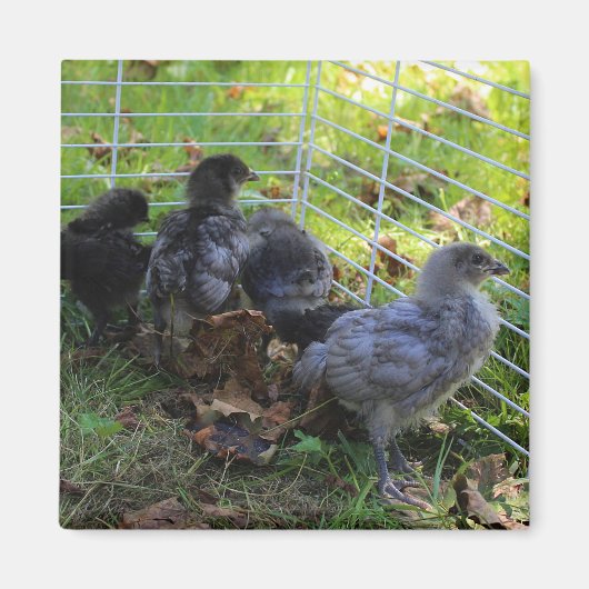 ある何が-鶏のお尻 マグネット (正面)