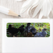 ある何が-鶏のお尻 ラベル (インサイチュ)