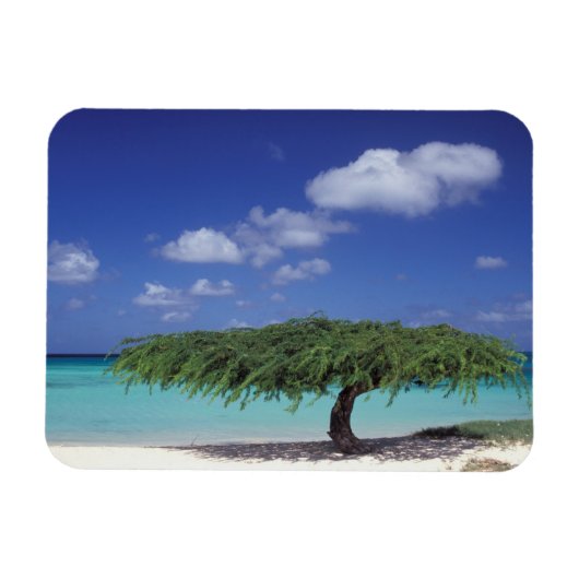 あカリブのる。イーグルビーチ マグネット (横)