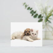 あ得あ！子犬が子猫にくしゃみをする ポストカード (スタンド正面)