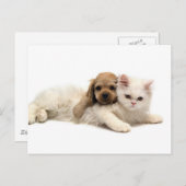 あ得あ！子犬が子猫にくしゃみをする ポストカード (正面/裏面)