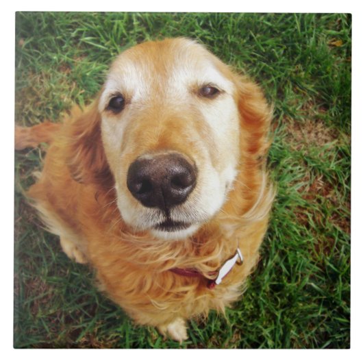 いい子は誰だ？ タイル (正面)