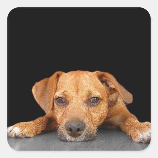 いい犬 スクエアシール (正面)