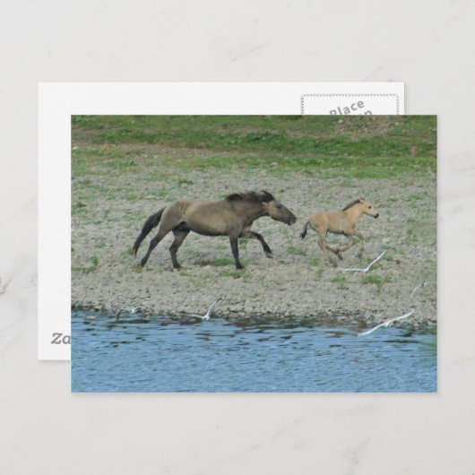 いけな ポストカード (正面/裏面)