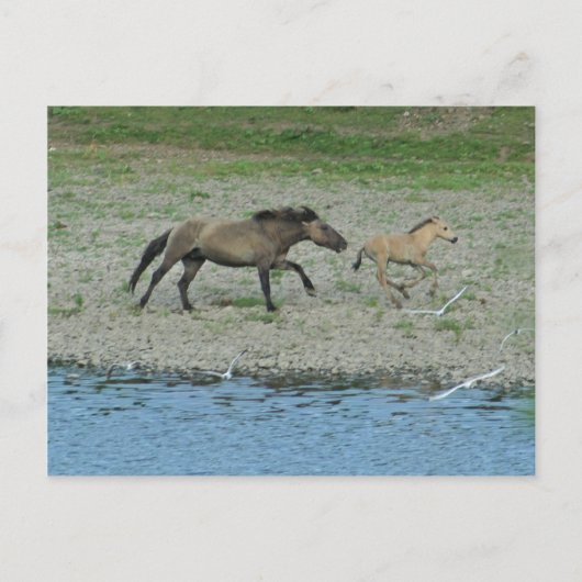 いけな ポストカード (正面)