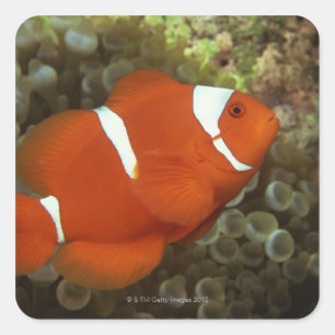 いそぎんちゃくとのあずき色のclownfish スクエアシール