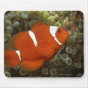 いそぎんちゃくとのあずき色のclownfish マウスパッド