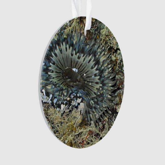 いそぎんちゃくのクリスマスのオーナメント オーナメント (正面)