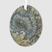 いそぎんちゃくのクリスマスのオーナメント オーナメント (正面)