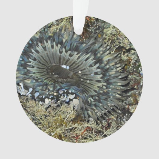 いそぎんちゃくのクリスマスのオーナメント オーナメント (正面)