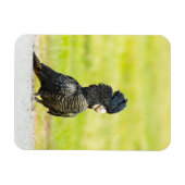いたずらなクロコカトウの肖像画 マグネット (横)