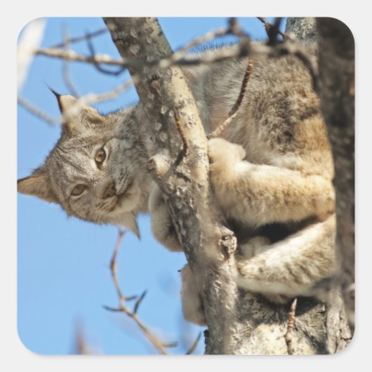 いたずらオオヤマネコ スクエアシール (正面)