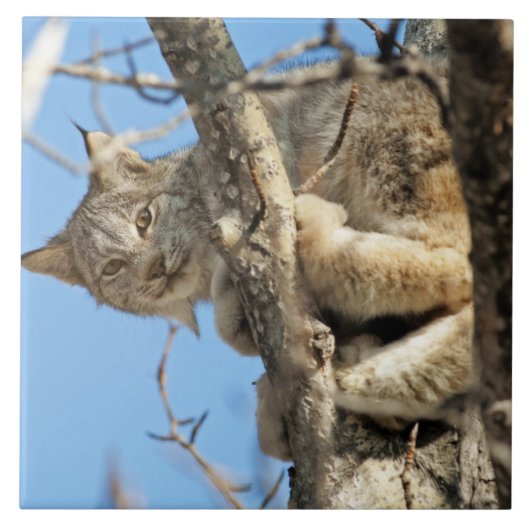 いたずらオオヤマネコ タイル (正面)