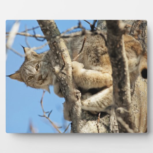 いたずらオオヤマネコ フォトプラーク (正面)