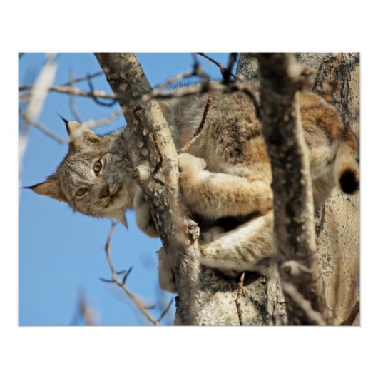 いたずらオオヤマネコ ポスター (正面)