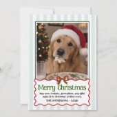 いたずら好きな愛らしい犬のクリスマスカード シーズンカード (正面)