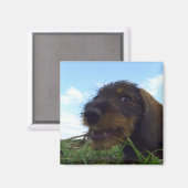 いたずら好きのダックスシャント子犬 マグネット (正面/裏面)