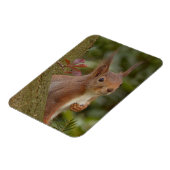 いたずら赤リス マグネット (左側)