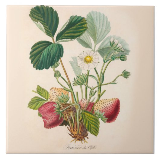 いちごのセラミックタイルの台所アクセント タイル (正面)