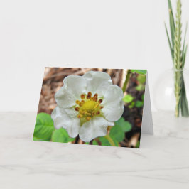 いちごの花の挨拶状、中ブランク カード