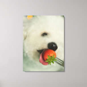 いちごを食べているBichon Friseのクローズアップ キャンバスプリント