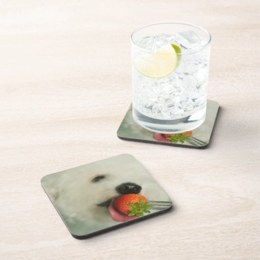 いちごを食べているBichon Friseのクローズアップ コースター (右側)