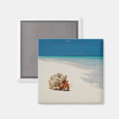 いちご仙人カニ | Coenobita Perlatus マグネット (正面/裏面)