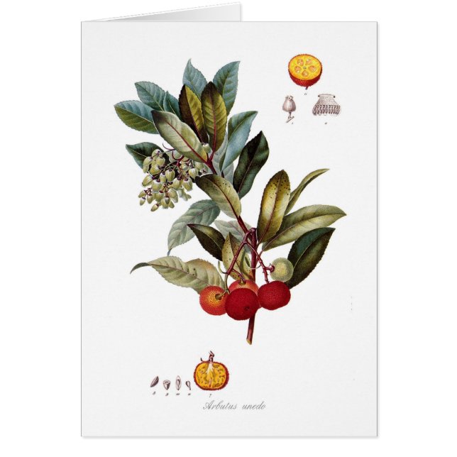 いちご木(Arbutusのunedo) (正面)