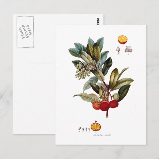 いちご木(Arbutus unedo) ポストカード (正面/裏面)