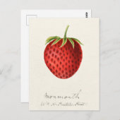 いちご果実水絵画色 ポストカード (正面/裏面)