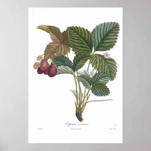 いちご ポスター (正面)