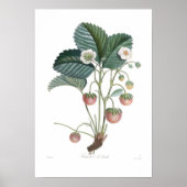 いちご ポスター (正面)