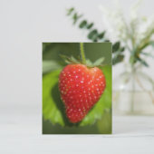 いちご ポストカード (スタンド正面)