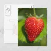 いちご ポストカード (正面/裏面)