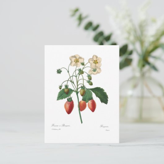 いちご ポストカード (スタンド正面)