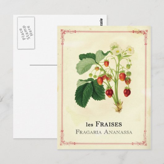 いちご ポストカード (正面/裏面)