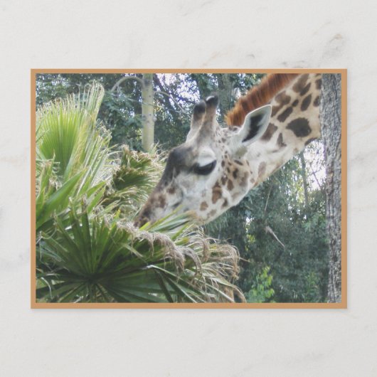 いつかランチしよう！ ポストカード (正面)