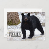 いらっしゃい！冬のペンシルバニア黒熊 ポストカード (正面/裏面)