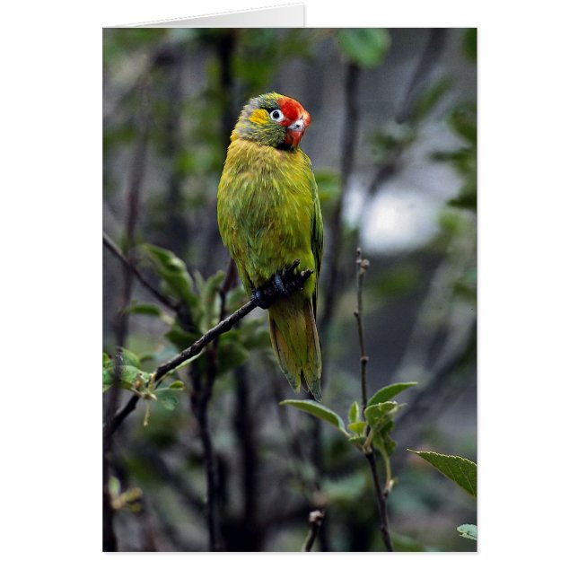 いろいろなlorikeet、オーストラリア (正面)