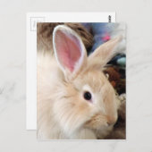 うさぎの愛 フランスアンゴラウサギの写真 ポストカード (正面/裏面)