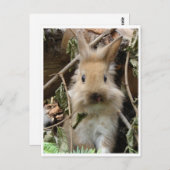 うさぎカニンヘン ポストカード (正面/裏面)