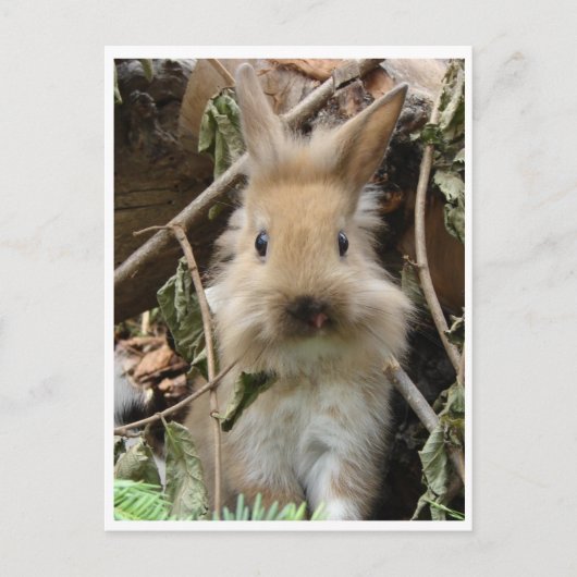 うさぎカニンヘン ポストカード (正面)