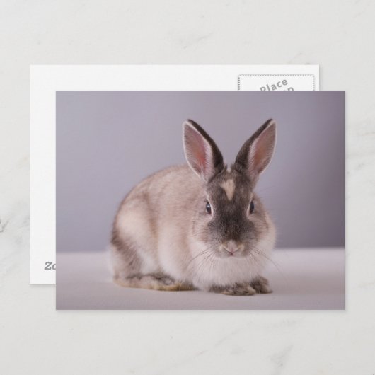 うさぎシンプル,背景,動物,白いテーブル, ポストカード (正面/裏面)