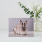 うさぎシンプル,背景,動物,白いテーブル, ポストカード (スタンド正面)